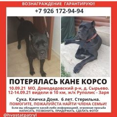 Подробнее об объявлении «Пропала собака Домодедово» Фото: пропала собака Кане-корсо «Пропала собака Домодедово» в г. Домодедово