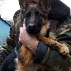 Подробнее об объявлении «Пропала собака Речица Гомельская обл.» Фото: пропала собака Немецкая овчарка «Пропала собака Речица Гомельская обл.» в г. Речица Гомельская обл.