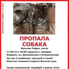 Подробнее об объявлении «Пропала собака кобель убежал Москва» Фото: пропала собака  «Пропала собака кобель убежал Москва» в г. Москва