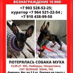 Подробнее об объявлении «Люберцы Пропала собака метис таксы» Фото: пропала собака  «Люберцы Пропала собака метис таксы» в г. Люберцы