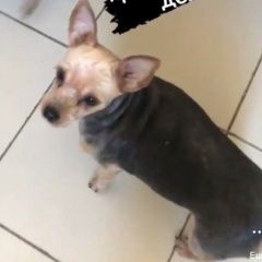 Подробнее об объявлении «Пропала собака Санкт-Петербург» Фото: пропала собака Йоркширский терьер «Пропала собака Санкт-Петербург» в г. Санкт-Петербург