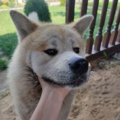 Подробнее об объявлении «Орел Пропала собака кобель помогите» Фото: пропала собака Акита-ину «Орел Пропала собака кобель помогите» в г. Орел