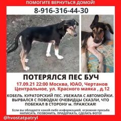 Подробнее об объявлении «Пропала собака кобель Москва» Фото: пропала собака  «Пропала собака кобель Москва» в г. Москва