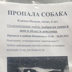 Подробнее об объявлении «Пропала собака Чехов» Фото: пропала собака  «Пропала собака Чехов» в г. Чехов