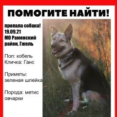 Подробнее об объявлении «Пропала собака кобель Раменское» Фото: пропала собака Восточно-европейская овчарка «Пропала собака кобель Раменское» в г. Раменское