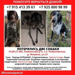 Подробнее об объявлении «Бронницы Пропала собака» Фото: пропала собака Курцхаар «Бронницы Пропала собака» в г. Бронницы