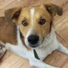 Подробнее об объявлении «Пропала собака кобель Санкт-Петербург» Фото: пропала собака  «Пропала собака кобель Санкт-Петербург» в г. Санкт-Петербург