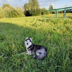 Подробнее об объявлении «Бокситогорск Пропала собака» Фото: пропала собака  «Бокситогорск Пропала собака» в г. Бокситогорск
