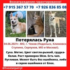 Подробнее об объявлении «Пропала собака Чехов» Фото: пропала собака  «Пропала собака Чехов» в г. Чехов