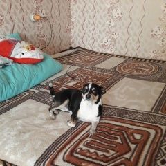 Подробнее об объявлении «Пенза Пропала собака чихуахуа» Фото: пропала собака Чихуахуа «Пенза Пропала собака чихуахуа» в г. Пенза