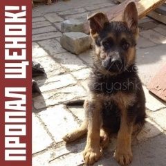 Подробнее об объявлении «Пропала собака кобель щенок немец Саратов» Фото: пропала собака Немецкая овчарка «Пропала собака кобель щенок немец Саратов» в г. Саратов