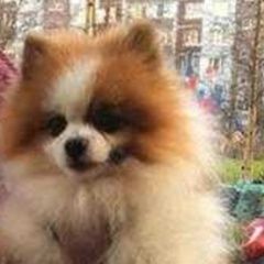 Подробнее об объявлении «Пропала собака кобель помогите найти, пожалуйста Санкт-Петербург» Фото: пропала собака Померанский шпиц «Пропала собака кобель помогите найти,...» в г. Санкт-Петербург