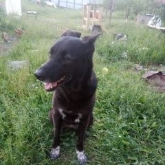 Подробнее об объявлении «Пропала собака Всеволожск» Фото: пропала собака  «Пропала собака Всеволожск» в г. Всеволожск