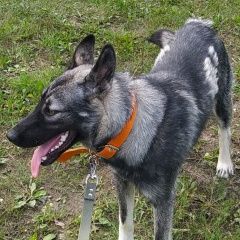 картинка пропала собака