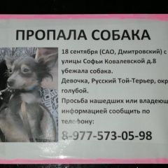 Подробнее об объявлении «Пропала собака Москва» Фото: пропала собака Русский той-терьер «Пропала собака Москва» в г. Москва