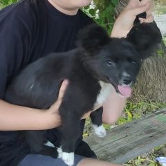 Подробнее об объявлении «Пропала собака наша маленькая собачка Симферополь» Фото: пропала собака  «Пропала собака наша маленькая собачка Симферополь» в г. Симферополь