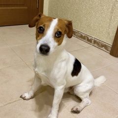 Подробнее об объявлении «Люберцы Пропала собака кобель» Фото: пропала собака Джек рассел терьер «Люберцы Пропала собака кобель» в г. Люберцы