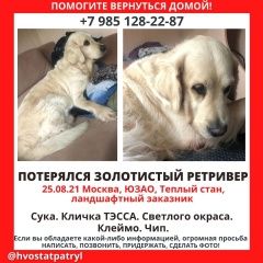 Подробнее об объявлении «Пропала собака Москва» Фото: пропала собака Лабрадор ретривер «Пропала собака Москва» в г. Москва