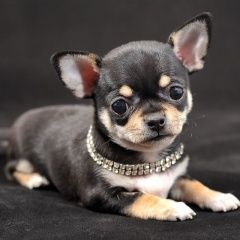 Подробнее об объявлении «Пропала собака кобель Санкт-Петербург» Фото: пропала собака Чихуахуа «Пропала собака кобель Санкт-Петербург» в г. Санкт-Петербург