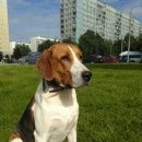 Подробнее об объявлении «Белоусово Пропала собака кобель» Фото: пропала собака Бигль «Белоусово Пропала собака кобель» в г. Белоусово
