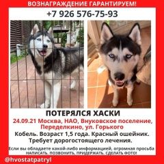 Подробнее об объявлении «Пропала собака кобель Москва» Фото: пропала собака  «Пропала собака кобель Москва» в г. Москва