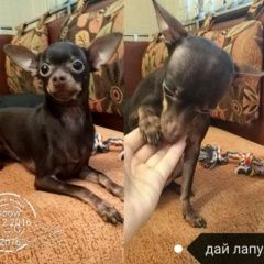 Подробнее об объявлении «Пропала собака кобель Москва» Фото: пропала собака Русский той-терьер «Пропала собака кобель Москва» в г. Москва