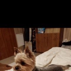 Подробнее об объявлении «Анапа Пропала собака кобель» Фото: пропала собака Йоркширский терьер «Анапа Пропала собака кобель» в г. Анапа