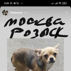 Подробнее об объявлении «Пропала собака чихуа украдена Москва» Фото: пропала собака Чихуахуа «Пропала собака чихуа украдена Москва» в г. Москва