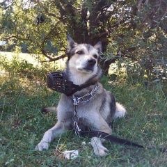 Подробнее об объявлении «Пропала собака (со стороны похожа на волчёнка) Москва» Фото: пропала собака  «Пропала собака (со стороны похожа на волчёнка)...» в г. Москва