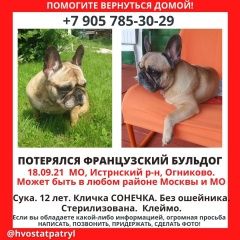 Подробнее об объявлении «Пропала собака французский бульдог девочка Москва» Фото: пропала собака Французский бульдог «Пропала собака французский бульдог девочка Москва» в г. Москва