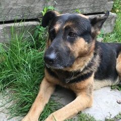 Подробнее об объявлении «Обнинск Пропала собака кобель» Фото: пропала собака Немецкая овчарка «Обнинск Пропала собака кобель» в г. Обнинск