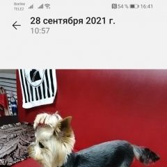 Подробнее об объявлении «Пропала собака Липецк» Фото: пропала собака Йоркширский терьер «Пропала собака Липецк» в г. Липецк