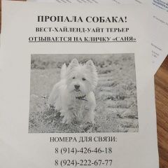 Подробнее об объявлении «Пропала собака кобель Хабаровск» Фото: пропала собака Вест хайленд уайт терьер «Пропала собака кобель Хабаровск» в г. Хабаровск