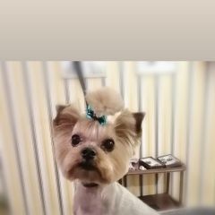 Подробнее об объявлении «Пропала собака йоркширский терьер Самара» Фото: пропала собака Йоркширский терьер «Пропала собака йоркширский терьер Самара» в г. Самара