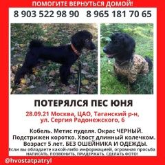 Подробнее об объявлении «Пропала собака кобель пёс Москва» Фото: пропала собака  «Пропала собака кобель пёс Москва» в г. Москва