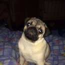 Подробнее об объявлении «Пропала собака кобель мопс Нижний Новгород» Фото: пропала собака Мопс «Пропала собака кобель мопс Нижний Новгород» в г. Нижний Новгород