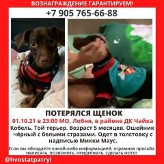 Подробнее об объявлении «Лобня Пропала собака кобель» Фото: пропала собака Той-терьер «Лобня Пропала собака кобель» в г. Лобня