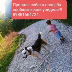 Подробнее об объявлении «Туапсе Пропала собака кобель» Фото: пропала собака  «Туапсе Пропала собака кобель» в г. Туапсе