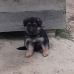 Подробнее об объявлении «Тюмень Пропала собака щенок нем.овчарки» Фото: пропала собака Немецкая овчарка «Тюмень Пропала собака щенок нем.овчарки» в г. Тюмень