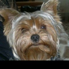 Подробнее об объявлении «Пропала собака кобель мини йоркширский терьер мальчик Зеленоград» Фото: пропала собака Йоркширский терьер «Пропала собака кобель мини йоркширский терьер...» в г. Зеленоград