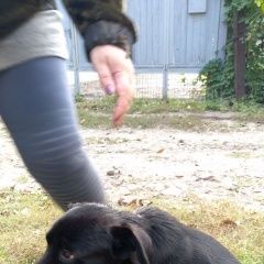 Подробнее об объявлении «Донецк (ДНР) Пропала собака кобель он с поводком, коротколапый, хвост мал.» Фото: пропала собака  «Донецк (ДНР) Пропала собака кобель он с...» в г. Донецк (ДНР)