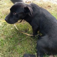 Подробнее об объявлении «Донецк (ДНР) Пропала собака кобель с поводком, черный, залысина на шее» Фото: пропала собака  «Донецк (ДНР) Пропала собака кобель с поводком,...» в г. Донецк (ДНР)