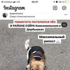 Подробнее об объявлении «Казань Пропала собака кобель маленький чихуахуа одет в куртку 3цветны» Фото: пропала собака Чихуахуа «Казань Пропала собака кобель маленький чихуахуа...» в г. Казань