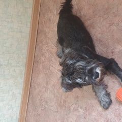 Подробнее об объявлении «Пропала собака кобель щенок цвергшнауцер Покров» Фото: пропала собака Цвергшнауцер «Пропала собака кобель щенок цвергшнауцер Покров» в г. Покров