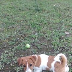 Подробнее об объявлении «Пропала собака щенок джек-рассел Санкт-Петербург» Фото: пропала собака Джек рассел терьер «Пропала собака щенок джек-рассел Санкт-Петербург» в г. Санкт-Петербург