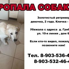 Подробнее об объявлении «Мытищи Пропала собака. золотистый ретривер» Фото: пропала собака Голден ретривер «Мытищи Пропала собака. золотистый ретривер» в г. Мытищи