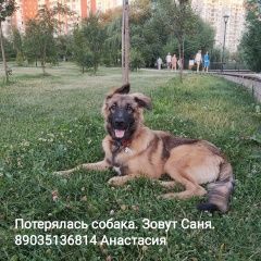 Подробнее об объявлении «Пропала собака кобель Москва» Фото: пропала собака  «Пропала собака кобель Москва» в г. Москва