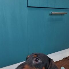 Подробнее об объявлении «Пропала собака такса чёрно-подпалая Санкт-Петербург» Фото: пропала собака Такса «Пропала собака такса чёрно-подпалая...» в г. Санкт-Петербург