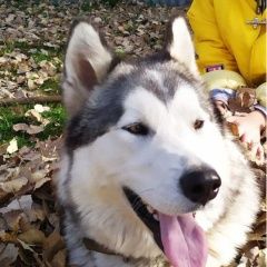 Подробнее об объявлении «Пропала собака Муром» Фото: пропала собака Аляскинский маламут «Пропала собака Муром» в г. Муром