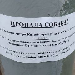 Подробнее об объявлении «Пропала собака кобель цао, китай-город, кокер спаниель Москва» Фото: пропала собака  «Пропала собака кобель цао, китай-город, кокер...» в г. Москва